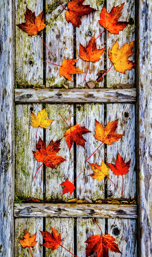Brown Photograph - Fallen Leaves On Wooden Walkway by Garry Gay Brown Photograph - Fallen Leaves On Wooden Walkway by Garry Gay