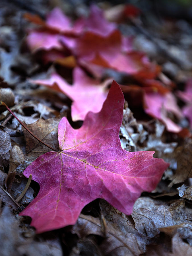 Fallen Leaves Photograph by Sue Cullumber