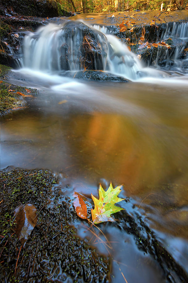 Fall Photograph - Fallen Oak Leaf in Vaughan Woods by Rick Berk