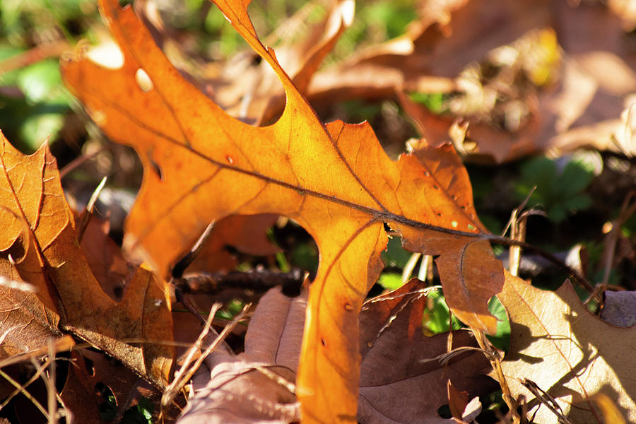 Fallen Oak Leaf Photograph by Sharon Mayhak - Pixels