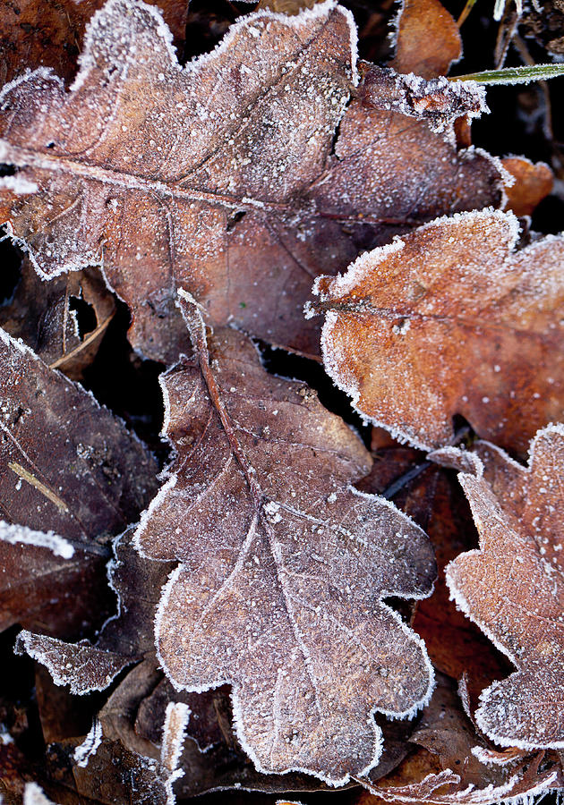 Fallen Oak Leaves Photograph by Peter Chadwick Lrps