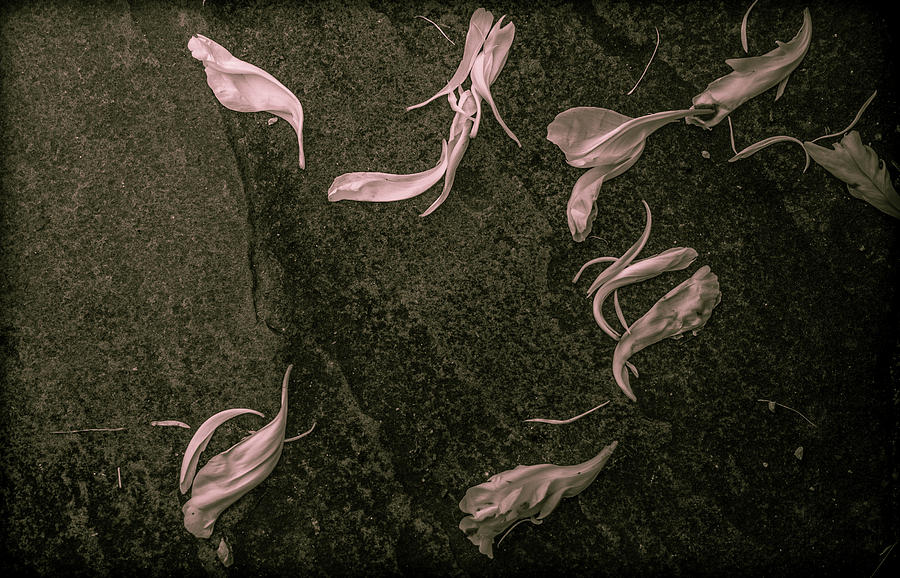 Fallen Petals by Traci Asaurus Fallen Petals by Traci Asaurus