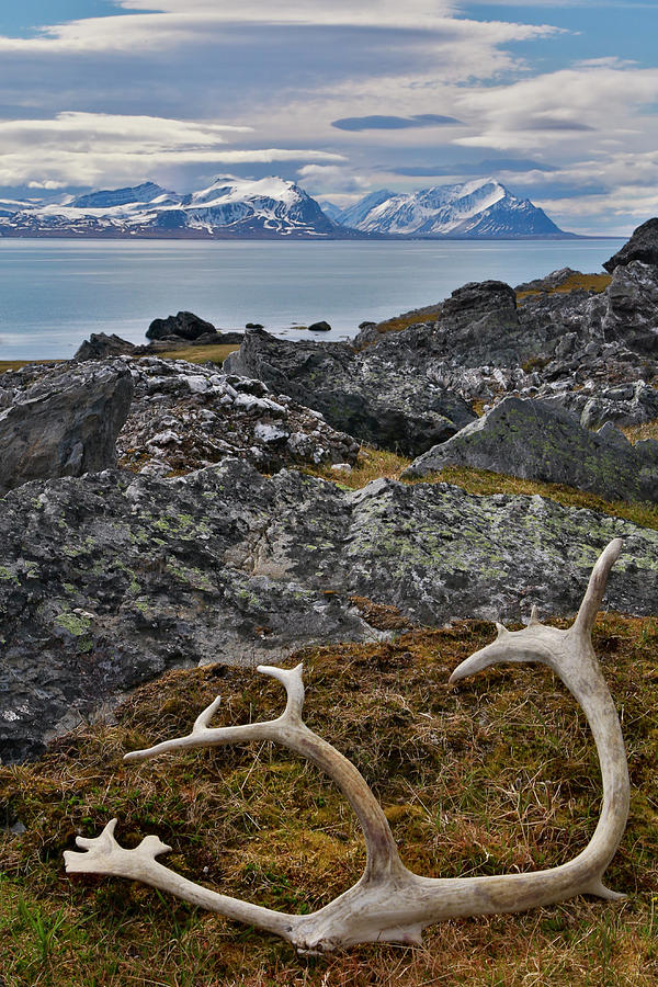 Fallen Raindeer Antler Alkehornet Norway Photograph by Darrell Gulin