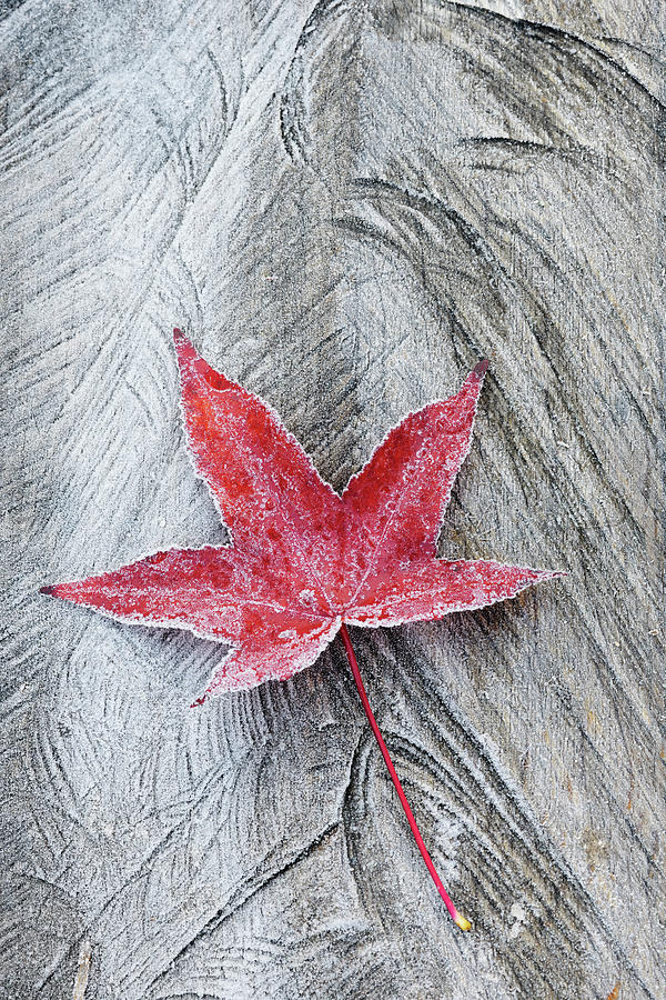Fallen Red Maple Anser Leaf Photograph by Cornelia Doerr