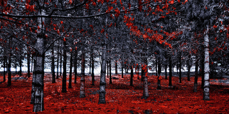 Fallen Reds Photograph by David Patterson