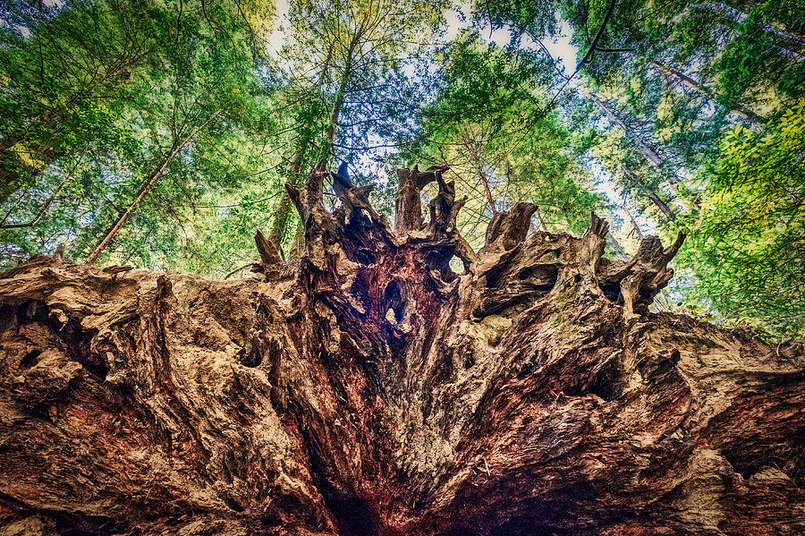 Fallen Redwood Tree Roots Photograph by Stuart Litoff