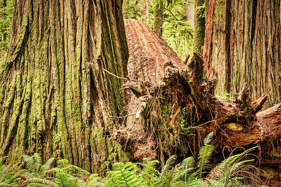Fallen Redwood Tree Sandwich Photograph by Stuart Litoff