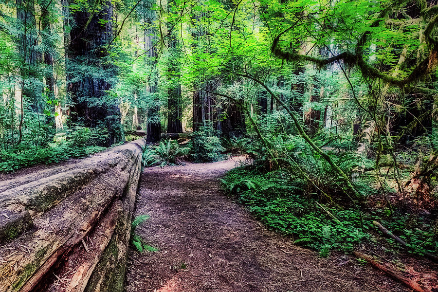 Fallen Redwood Tree Trail  Photograph by Stuart Litoff