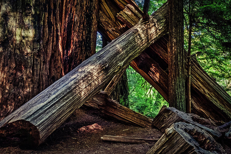 Fallen Redwoods in Stout Grove Photograph by Stuart Litoff
