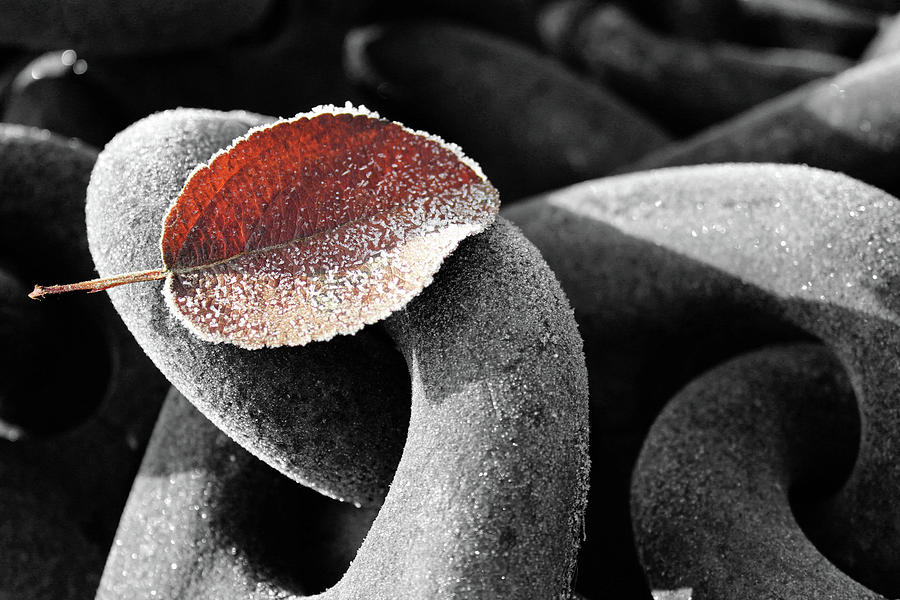Leaf Photograph - Fallen by Rose Lemas Leaf Photograph - Fallen by Rose Lemas