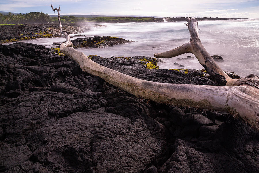 Fallen Tree at Punaluu Beach Photograph by John Daly