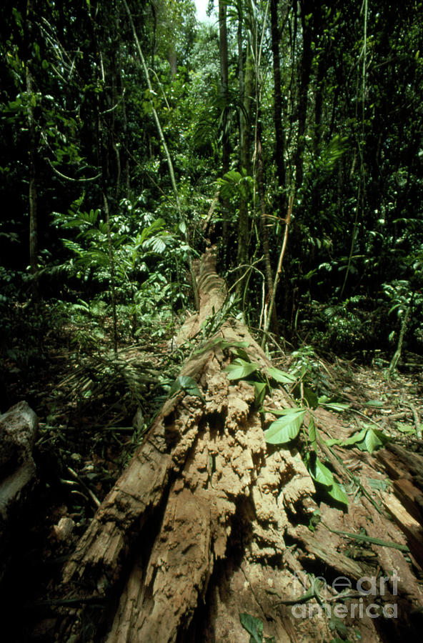 Fallen Tree In Venezuelan Rainforest. Photograph by George Bernard/science Photo Library