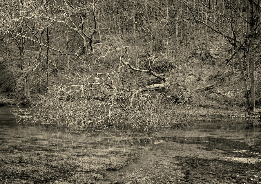 Fallen tree Photograph by Jerry Daniel