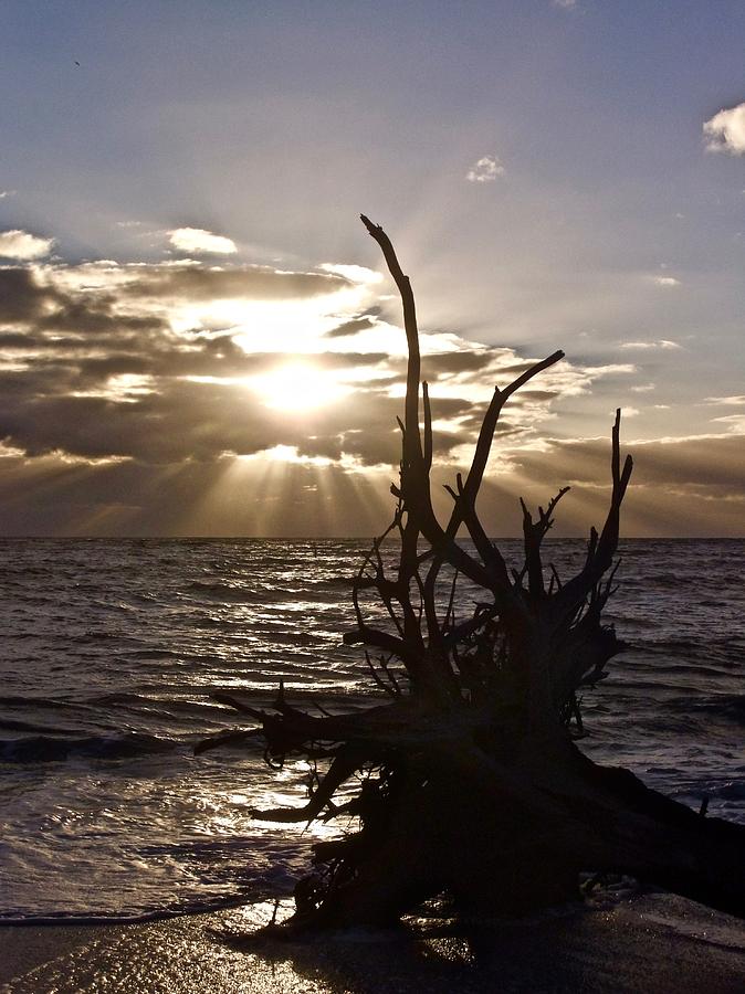 Fallen Tree On The Beach At Sunset Photograph by Kathy Chism