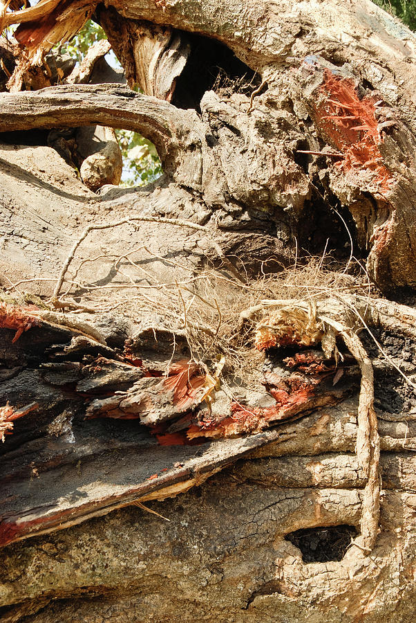 Fallen Tree Photograph by T-immagini