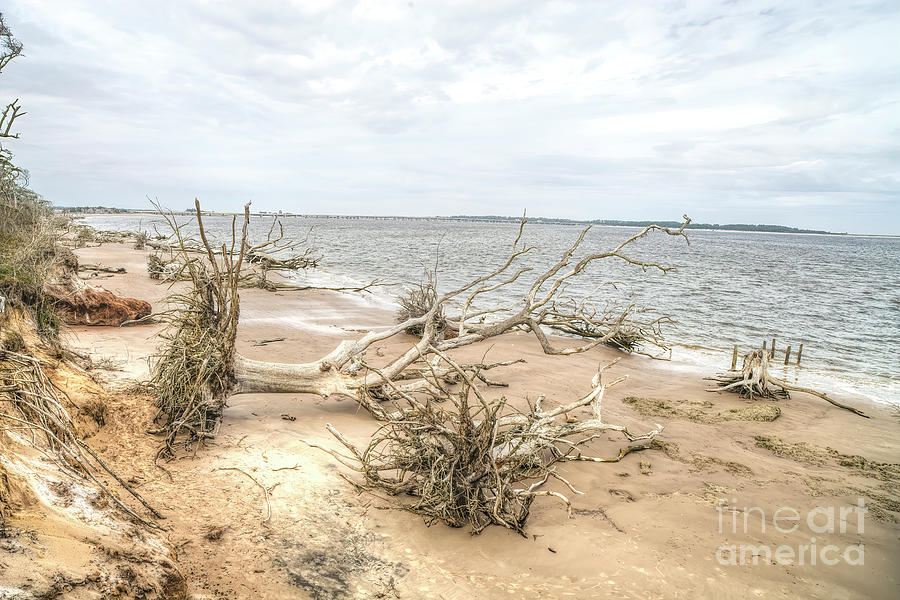 Fallen Trees At Boneyard Beach, Big Talbot Island State Park, Florida Photograph by Felix Lai