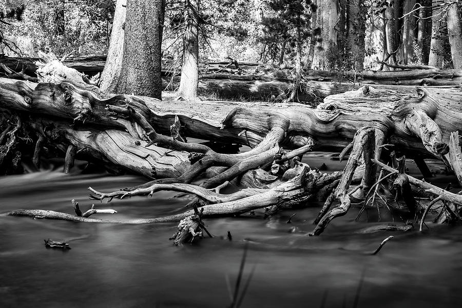 Fallen Trees in Black and White Photograph by Kelley King