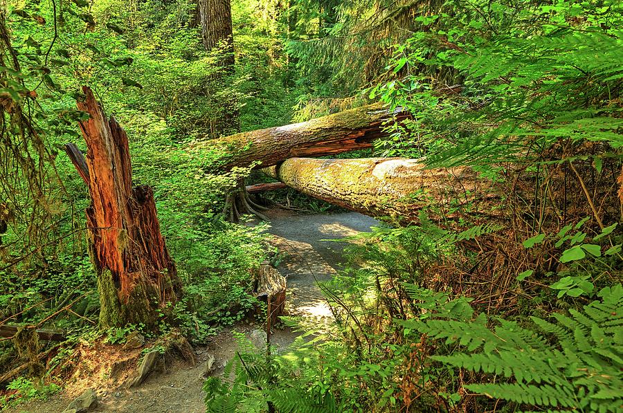 Fallen trees in the Hoh Rain Forest Photograph by Kyle Lee