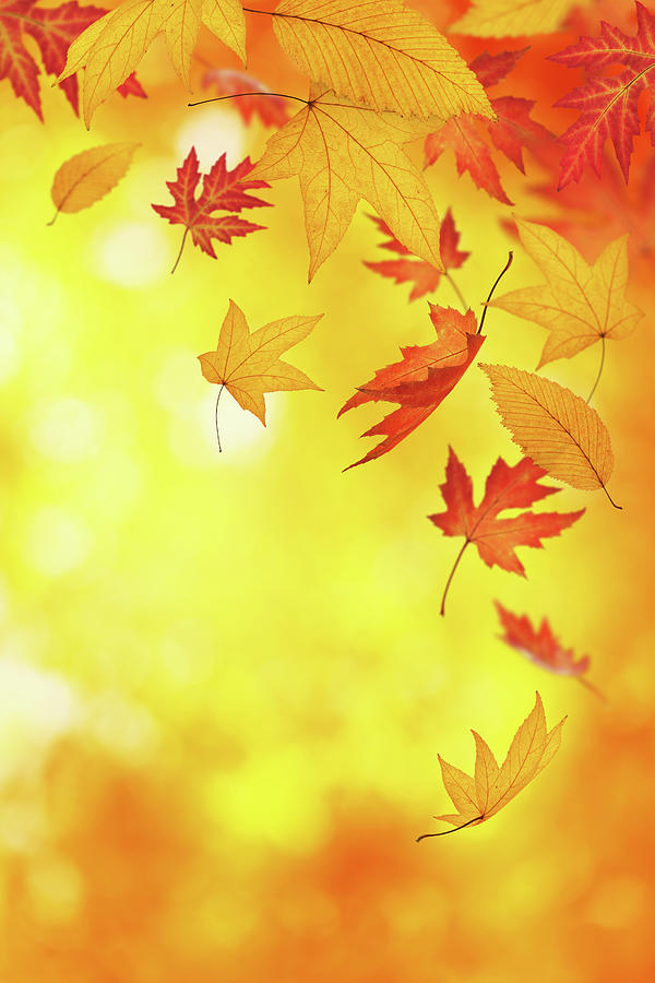 Falling Autumn Leaves Photograph by Borchee