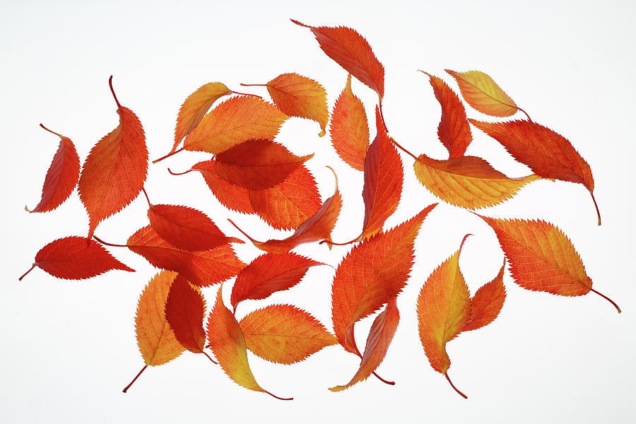 Falling Autumnal Cherry Leaves Photograph by Rosemary Calvert