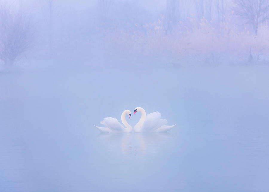Swan Photograph - Falling In Love In The Morning Fog by Annie Poreider