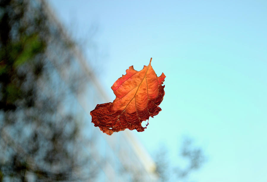 Falling Leaf 003 Photograph by George Bostian