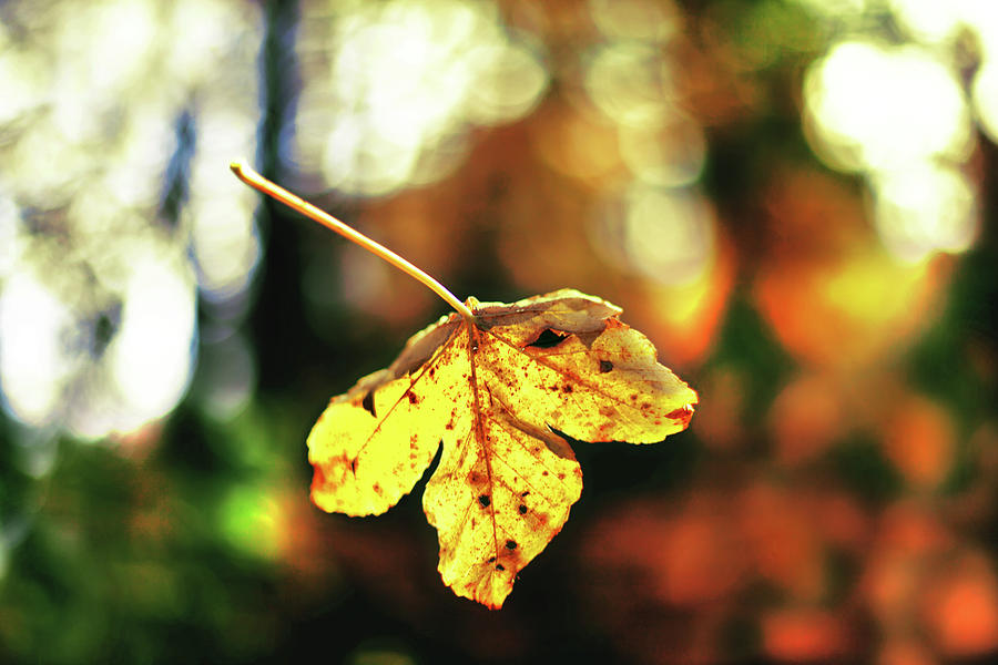 Falling Leave With Bokehlicious Autumn Photograph by Image By Chris Frank