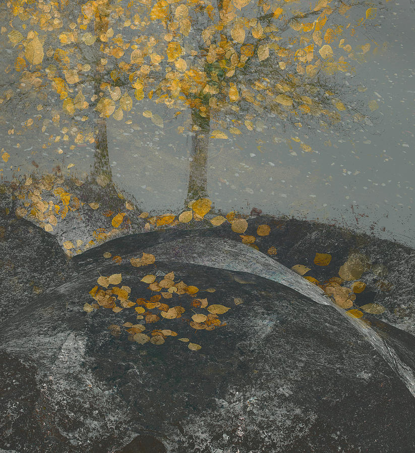 Falling Leaves Photograph by Nel Talen