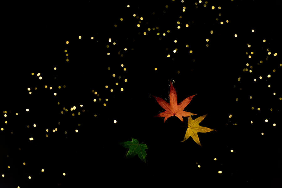 Falling Leaves On Reflection Of The Night Photograph by Tomomi Yamada