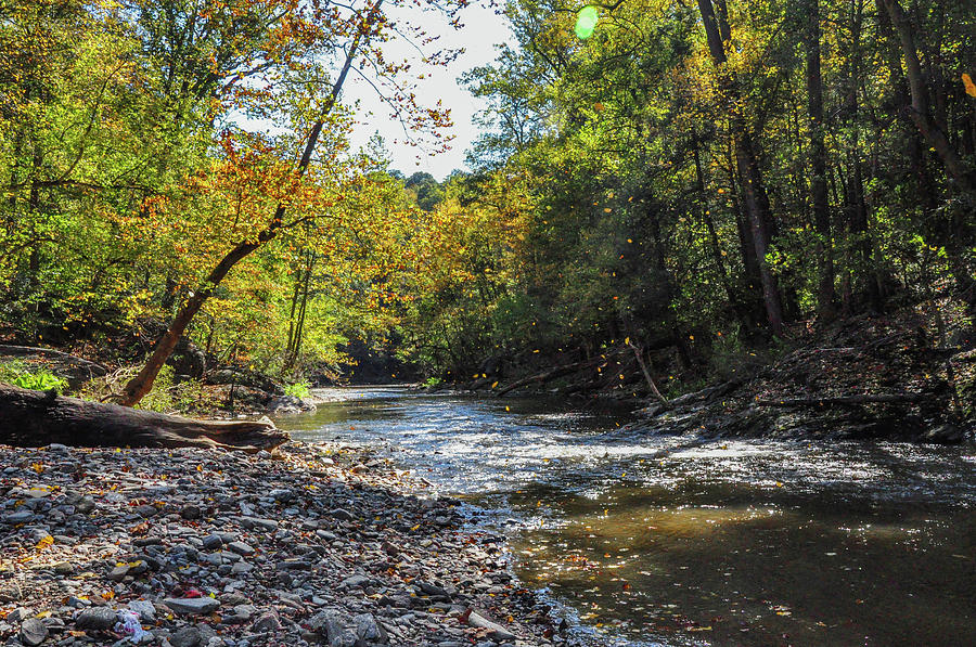 Falling Leaves - Wissahickon Creek Photograph by Bill Cannon