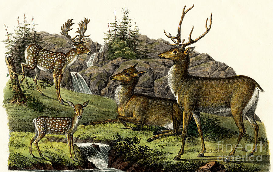 Fallow Deer, 1824 Painting by Karl Joseph Brodtmann
