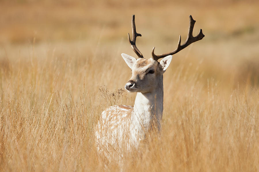 Fallow Deer Photograph by Alan Crossland