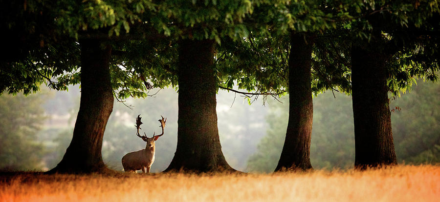 Fallow Deer Buck Photograph by Markbridger