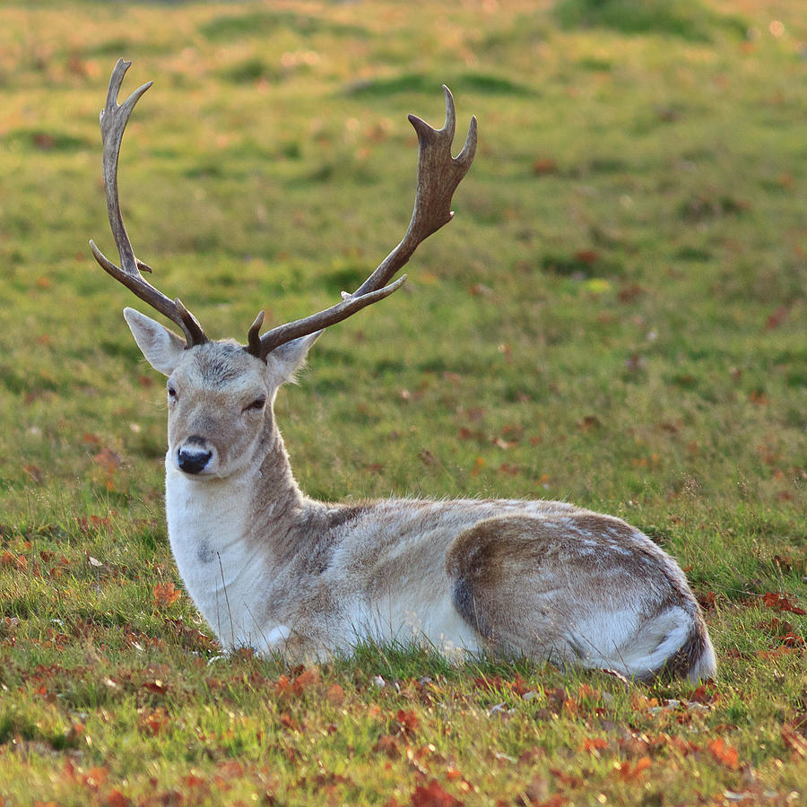 Fallow Deer Buck Photograph by Maurice Ford