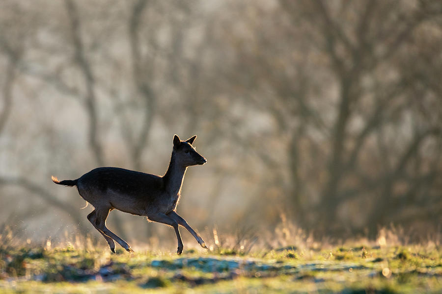 Fallow Deer Doe Female On The Move At Photograph by James Warwick