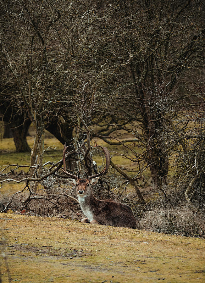 Deer Photograph - Fallow-deer Is Sitting In Branches Under Tree In Spring Day. by Cavan Images