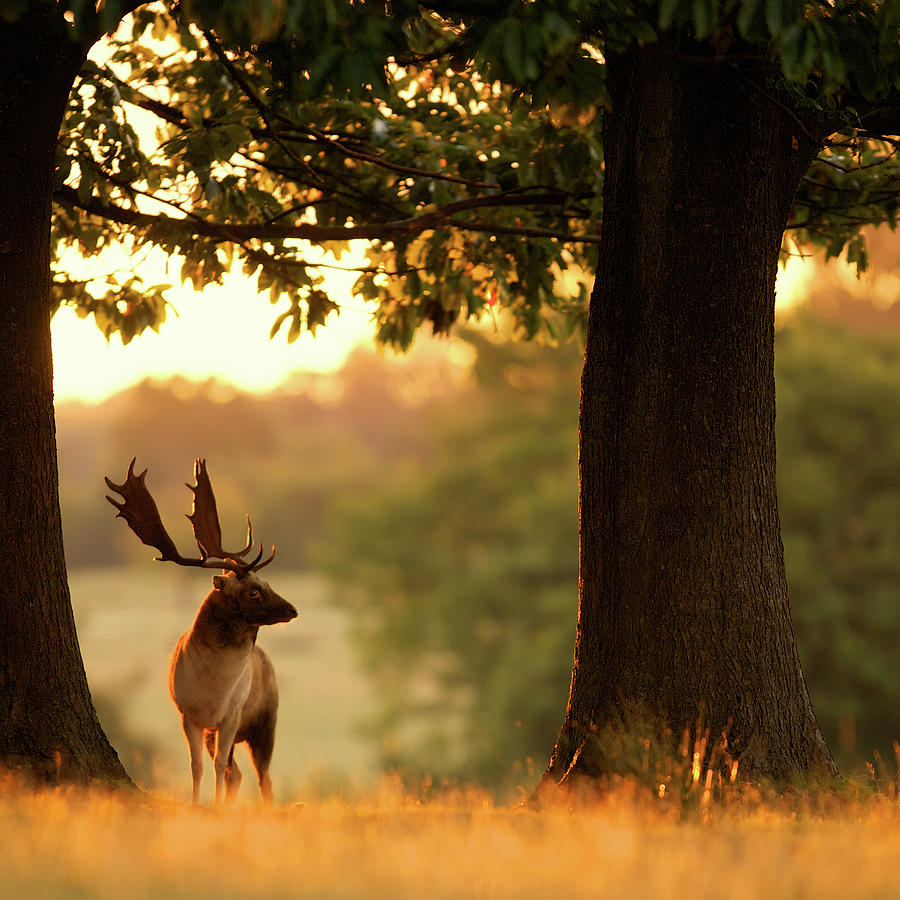 Fallow Deer Photograph by Markbridger