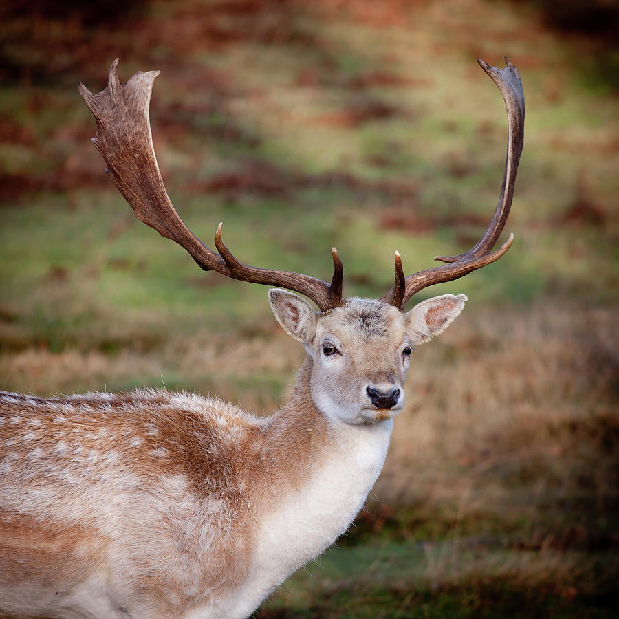 Fallow Deer Photograph by Phil Wood Photography
