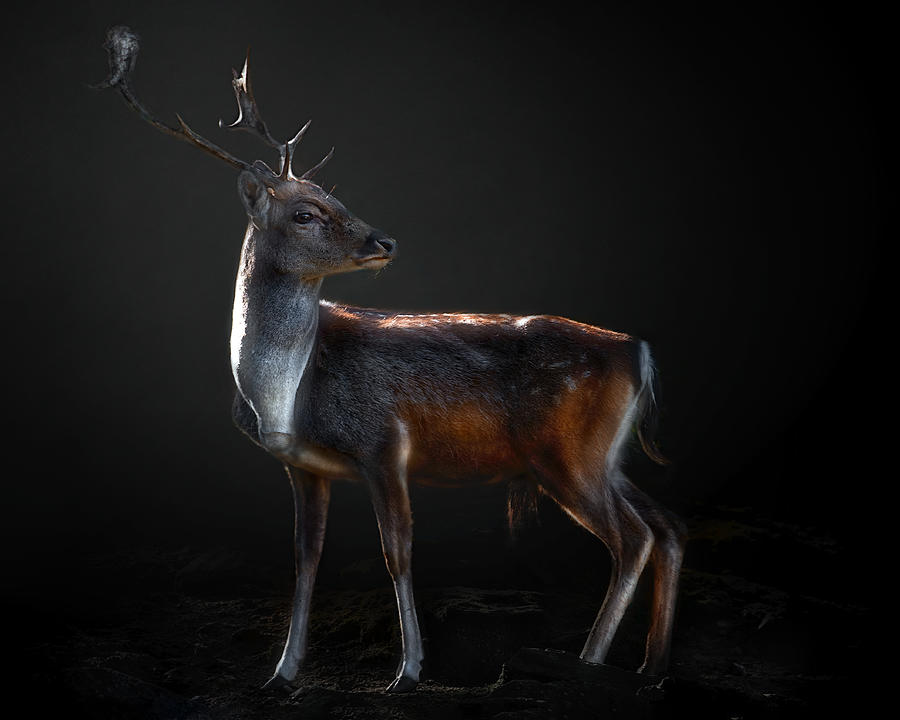 Deer Photograph - Fallow Deer Portrait by Santiago Pascual Buye