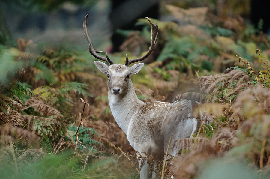 Fallow Deer Stag Amongst Ferns Photograph by Photo © Stephen Chung