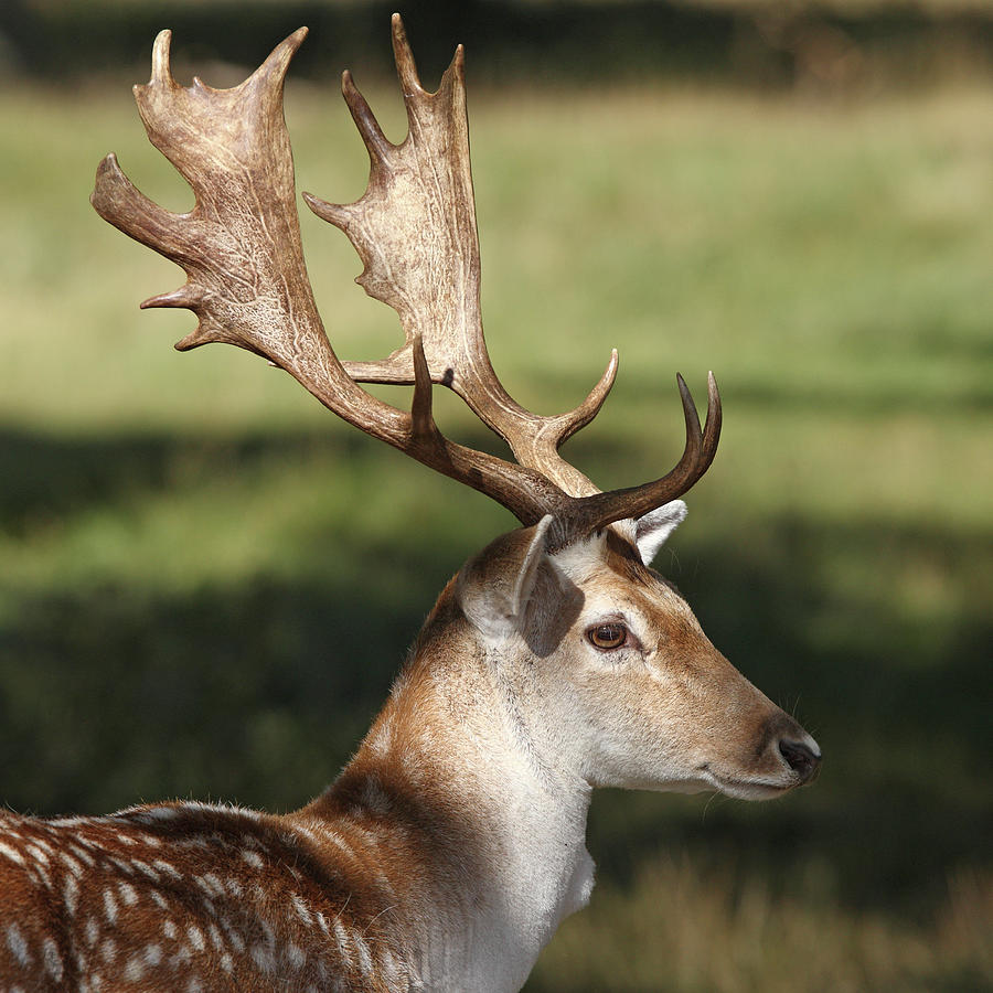 Fallow Deer Stag Photograph by Hammerchewer (g C Russell)