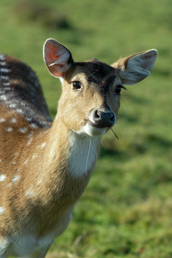 Fallow Deer Photograph by Steev Stamford