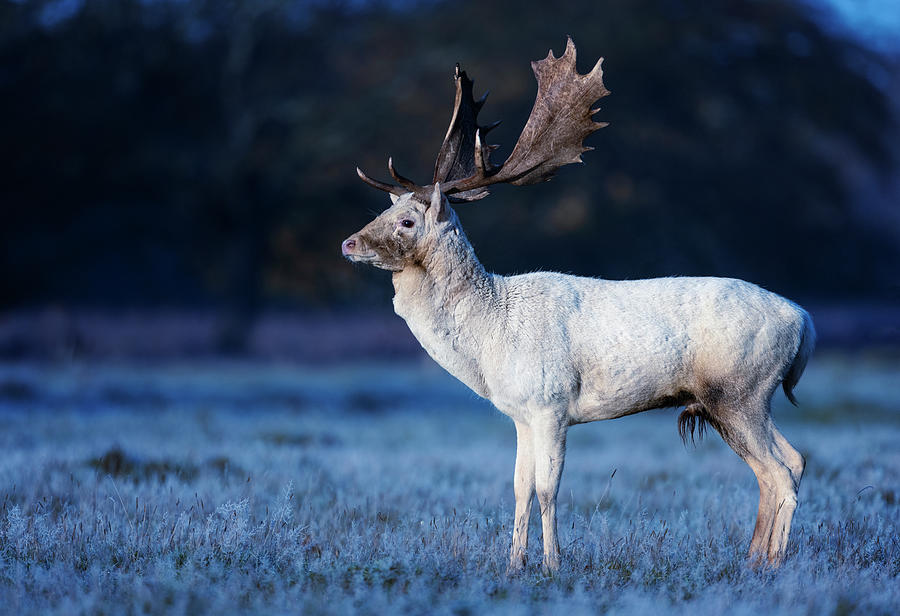 Fallow Deer White Stag On Frosty Morning, Bushy Park Photograph by Tony ...