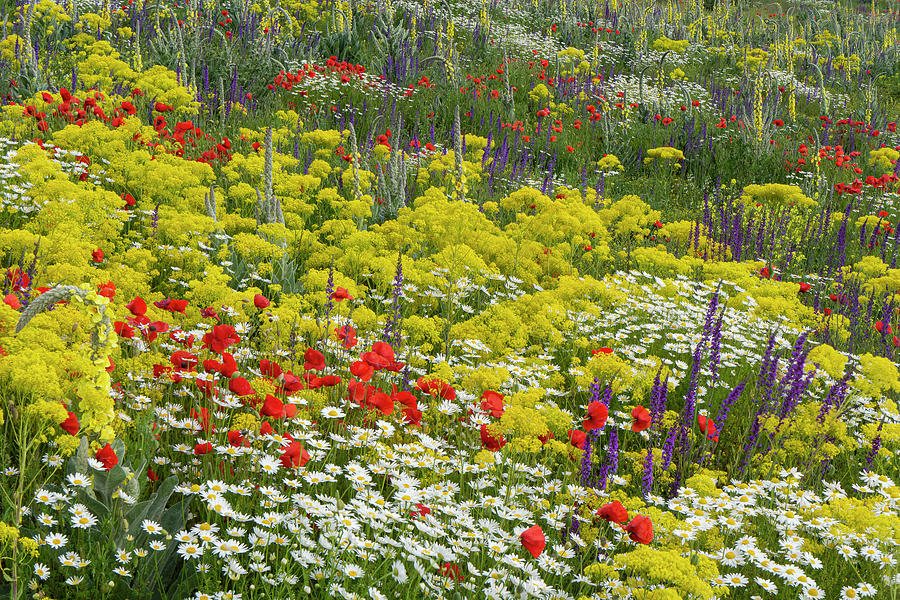 Fallow Field In Flower, Abruzzo, Italy Photograph By Paul Harcourt ...