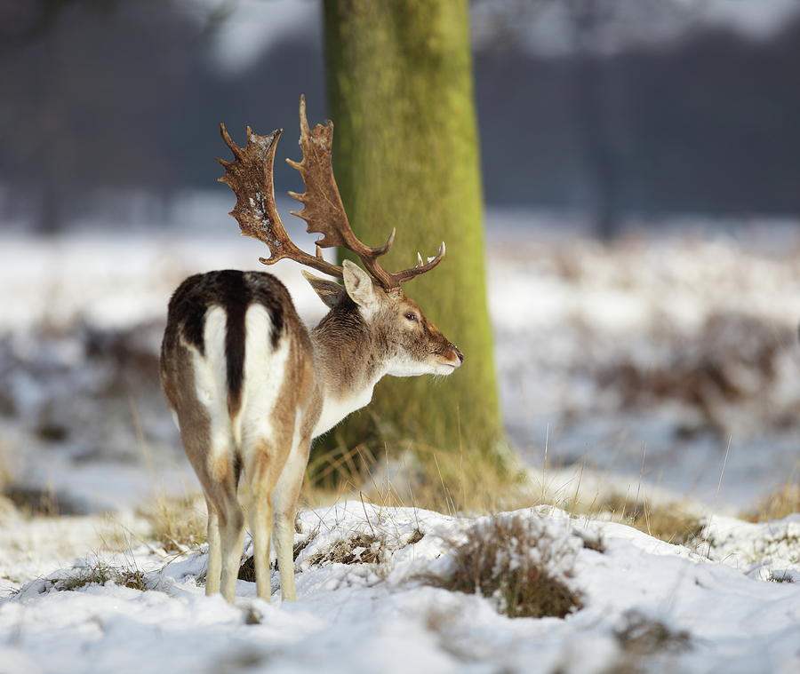 Fallow Stag In The Snow Photograph by Gp232