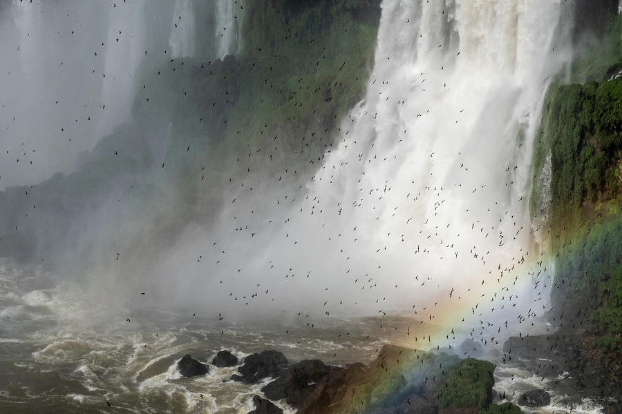 Falls, dusky swifts and a rainbow Photograph by Mark Hunter