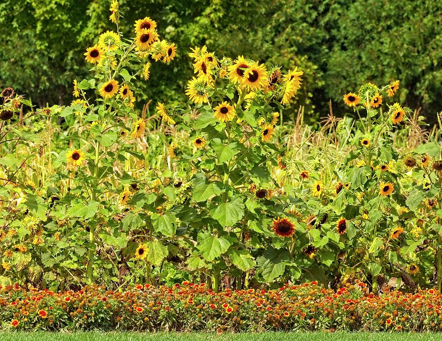 Fall's FLowers by John Bates Fall's FLowers by John Bates