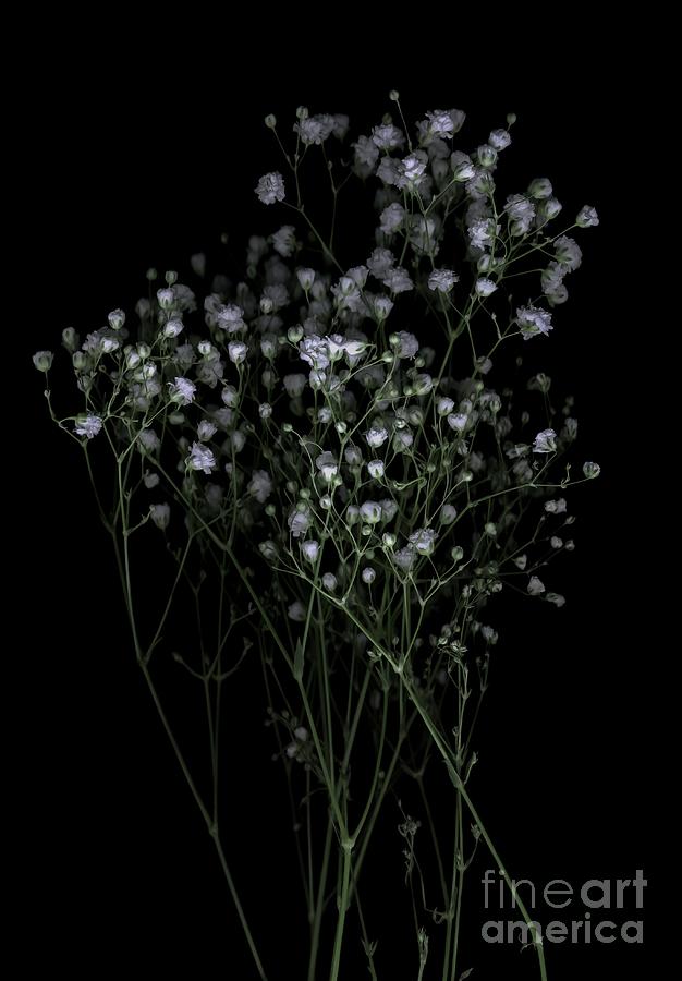 Spring Photograph - False Acacia (robinia Pseudoacacia) Flower Cluster by F. Martinez Clavel/science Photo Library