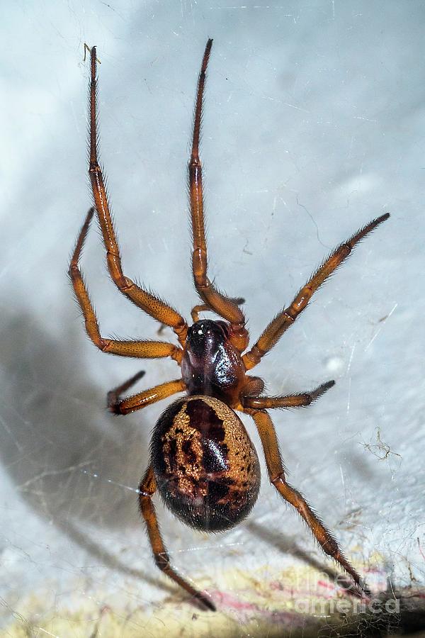 Spider Photograph - False Black Widow Spider by Dr. John Brackenbury/science Photo Library
