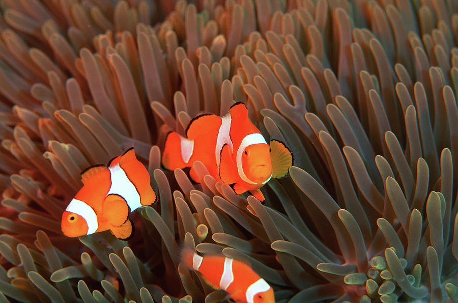 False Clownfish, Papua New Guinea. Digital Art by Settimio Cipriani ...